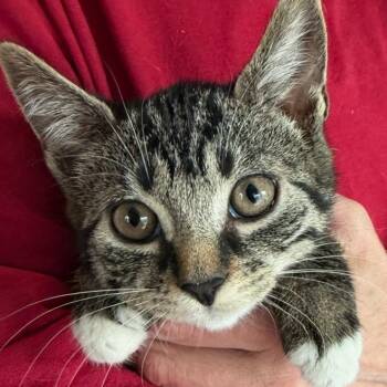 Domestic Short Hair Cats Available for Adoption in Calverton, New York - Grumpy | PetCurious