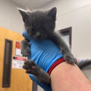 Grandie -  Domestic Short Hair Cat for Adoption in Columbiana, Alabama - Grandie | PetCurious