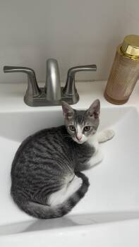 Oliver (bonded with Onyx) -  Tabby Cat for Adoption in Tampa, Florida - Oliver (bonded With Onyx) | PetCurious