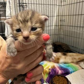 Herc 22 -  Domestic Short Hair Cat for Adoption in Austin, Texas - Herc 22 | PetCurious