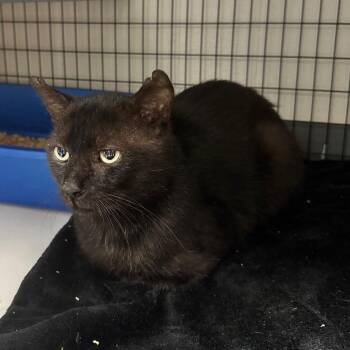 Tom -  Domestic Short Hair Cat for Adoption in Columbiana, Alabama - Tom | PetCurious