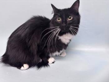 Casper -  Domestic Medium Hair and Domestic Short Hair Cat for Adoption in Woodbury, Minnesota - Casper | PetCurious