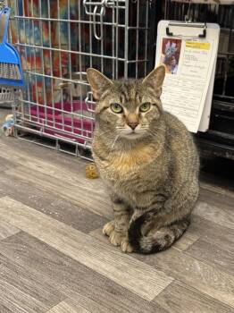 Nymera -  Domestic Short Hair Cat Available for Adoption in West Mifflin, Pennsylvania - Nymera | PetCurious