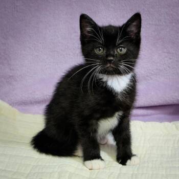 Domestic Short Hair Cats Available for Adoption in Versailles, Kentucky - Jet | PetCurious