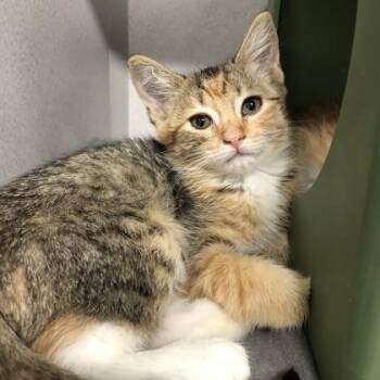 Rocky Road -  Domestic Short Hair Cat for Adoption in Sacramento, California - Rocky Road | PetCurious