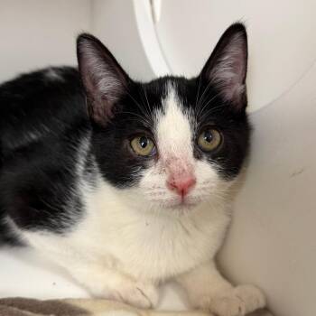 Domestic Short Hair Cats Available for Adoption - Chevy | PetCurious