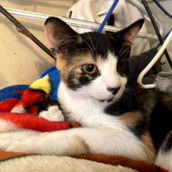 Rescue Domestic Short Hair Cats for Adoption in Long Beach, California - Riley | PetCurious