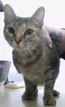 Domestic Short Hair Cats Available for Adoption - Memphis | PetCurious