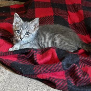 Ostrich -  Domestic Short Hair Cat for Adoption in Chattanooga, Tennessee - Ostrich | PetCurious