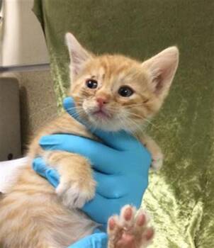 Domestic Short Hair Cats Available for Adoption in Riverside, California - MARGE | PetCurious