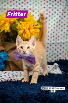 Fritter -  Domestic Short Hair Cat for Adoption in Sevierville, Tennessee - Fritter | PetCurious
