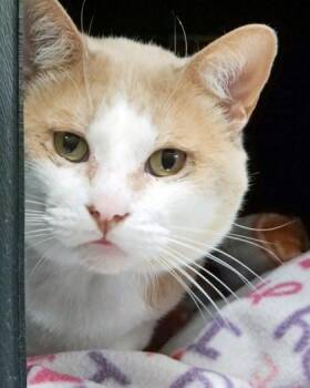 Tigger Woods -  Domestic Short Hair Cat for Adoption in Fishers, Indiana - Tigger Woods | PetCurious