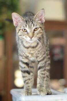 Flint -  Domestic Short Hair Cat for Adoption in Chicago, Illinois - Flint | PetCurious