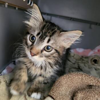 Dancing -  Domestic Medium Hair Cat for Adoption in Kanab, Utah - Dancing | PetCurious