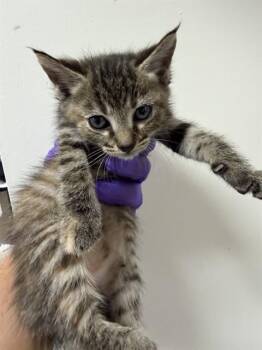 Domestic Short Hair Cats Available for Adoption in Doral, Florida - COTTON | PetCurious