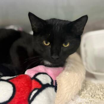 Domestic Short Hair Cats Available for Adoption in Port Richey, Florida - Peter Pan | PetCurious