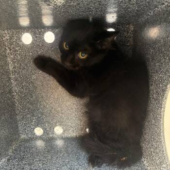 Jimothy Kitty -  Domestic Short Hair Cat for Adoption in Greensboro, North Carolina - Jimothy Kitty | PetCurious
