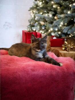 Rescue Tortoiseshell Cats for Adoption in Phoenix, Arizona - Maple Biscuit | PetCurious