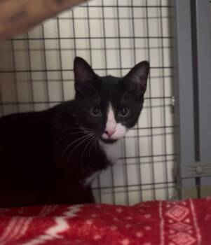 Domestic Short Hair Cats Available for Adoption - Pip | PetCurious