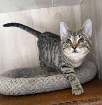 Rescue Tabby Cats for Adoption in Marion, Indiana - Creed | PetCurious