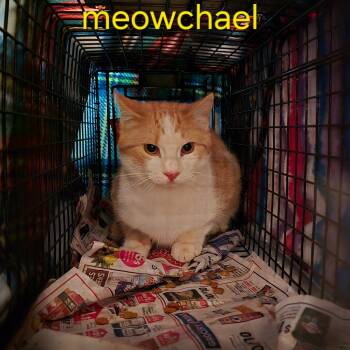 Rescue Domestic Short Hair Cats for Adoption in Grantsville, Utah - Meowchael | PetCurious