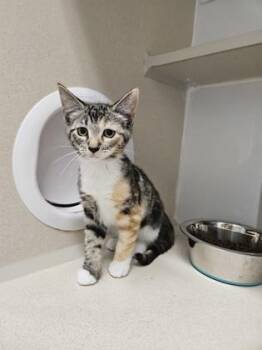 Patsy Cline -  Domestic Short Hair Cat for Adoption in Bellevue, Washington - Patsy Cline | PetCurious