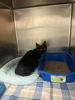 Domestic Short Hair Cats Available for Adoption in Belleville, Illinois - SMOKE | PetCurious