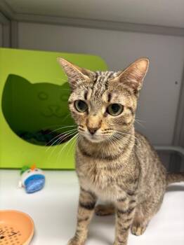 Delphine -  Domestic Short Hair Cat for Adoption in Fort Collins, Colorado - Delphine | PetCurious