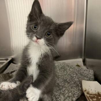 Roxas -  Domestic Short Hair Cat for Adoption in Pittsburgh, Pennsylvania - Roxas | PetCurious