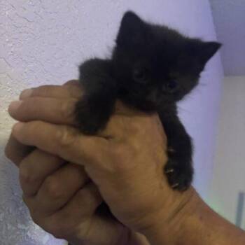 Chamoli -  Domestic Short Hair Cat for Adoption in Tampa, Florida - Chamoli | PetCurious