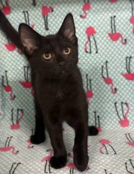 Rescue Domestic Short Hair Cats for Adoption in Tillsonburg, Ontario - NIGHTSHADE | PetCurious