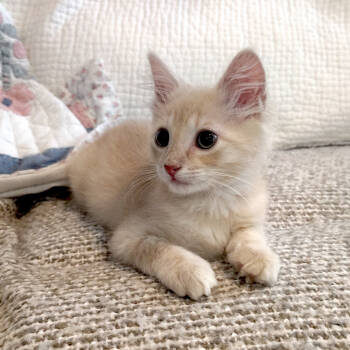 Rescue Domestic Medium Hair Cats for Adoption in Houston, Texas - Mac | PetCurious