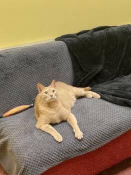 Tabby Cats Available for Adoption - Gus | PetCurious