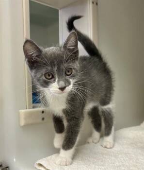 LEVI -  Domestic Short Hair Cat for Adoption in Salinas, California - LEVI | PetCurious