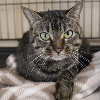 Domestic Short Hair Cats Available for Adoption in Cleveland, Mississippi - Mia | PetCurious