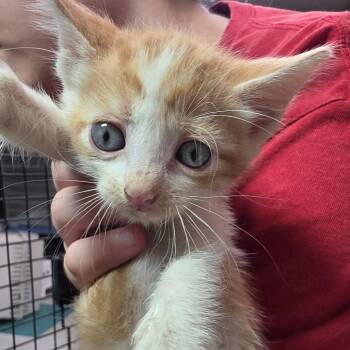 Breakfast Taco -  Domestic Medium Hair Cat for Adoption in Leander, Texas - Breakfast Taco | PetCurious