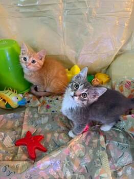 Dazzle -  Tabby Cat for Adoption in Deltona, Florida - Dazzle | PetCurious