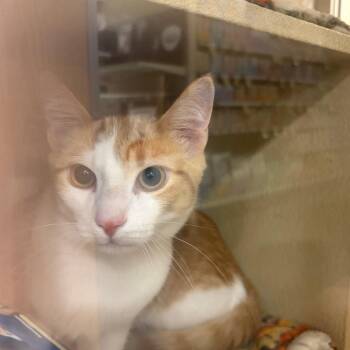 Cash -  Domestic Short Hair Cat for Adoption in Yuma, Arizona - Cash | PetCurious
