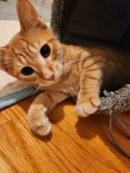 Rescue Domestic Short Hair Cats for Adoption in Raleigh, North Carolina - Ginger Spice | PetCurious