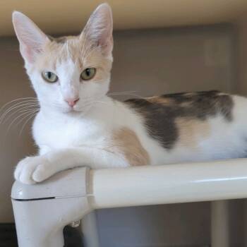 Rescue Domestic Short Hair Cats for Adoption in Denison, Texas - Dae | PetCurious