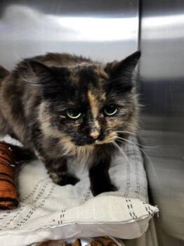 Domestic Long Hair and Domestic Short Hair Cats Available for Adoption - Lucy | PetCurious