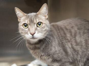 Domestic Short Hair Cats Available for Adoption - ANGEL | PetCurious