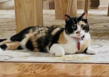 Marley -  Domestic Short Hair and Calico Cat for Adoption in Ferndale, Michigan - Marley | PetCurious