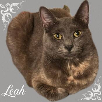 Rescue Tortoiseshell Cats for Adoption in Fort Worth, Texas - Leah | PetCurious