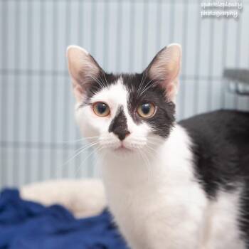 Rescue Domestic Short Hair Cats for Adoption in Ridgefield, Connecticut - Parker | PetCurious