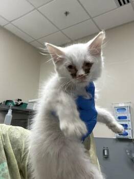 CAPTAIN CRUNCH -  Domestic Short Hair Cat for Adoption in Las Vegas, Nevada - CAPTAIN CRUNCH | PetCurious