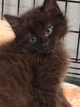 Pepper -  Domestic Long Hair Cat for Adoption in North Richland Hills, Texas - Pepper | PetCurious