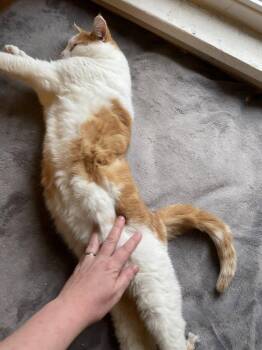 Domestic Short Hair Cats Available for Adoption - Sora | PetCurious