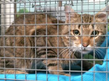 VALETINE -  Domestic Medium Hair and Domestic Short Hair Cat for Adoption in Houston, Texas - VALETINE | PetCurious