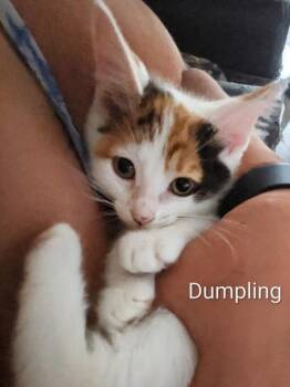 Domestic Short Hair and Calico Cats Available for Adoption in Ruskin, Florida - Dumpling | PetCurious
